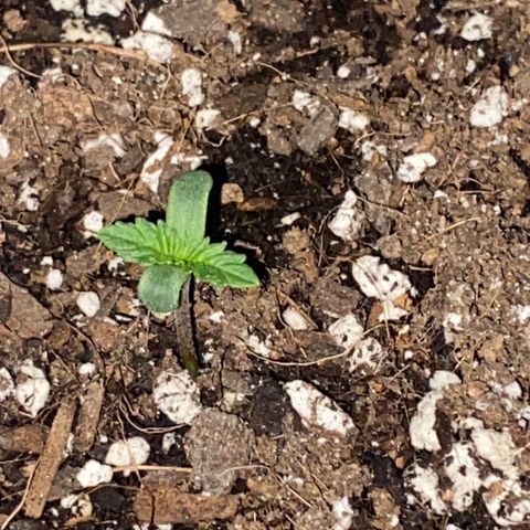  Purple Punch - Lemon Drizzle  growlog timeline photo