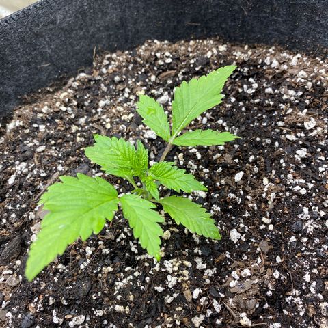  Purple Punch - Lemon Drizzle  growlog photo:  Added a very small amount of big bloom this morning prior to this picture.
