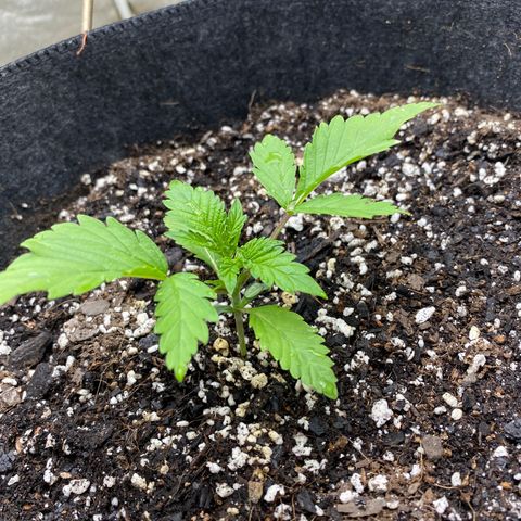  Purple Punch - Lemon Drizzle  growlog photo:  Added a very small amount of big bloom this morning prior to this picture.