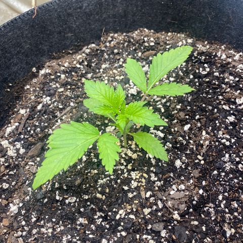  Purple Punch - Lemon Drizzle  growlog timeline photo