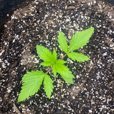  Purple Punch - Lemon Drizzle  growlog timeline photo