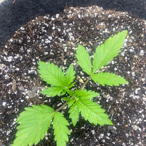  Purple Punch - Lemon Drizzle  growlog timeline photo
