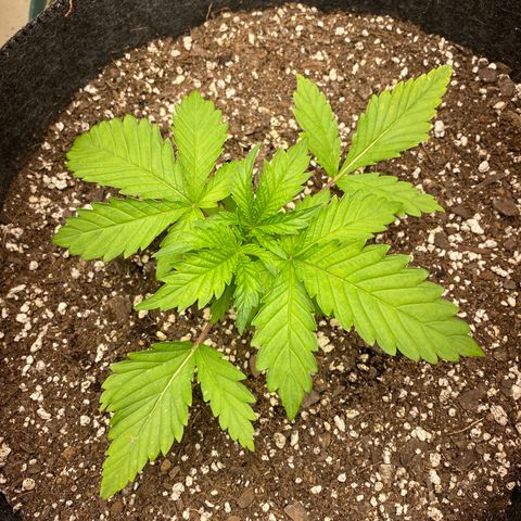  Purple Punch - Lemon Drizzle  growlog timeline photo