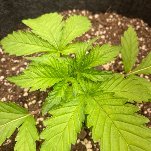  Purple Punch - Lemon Drizzle  growlog timeline photo