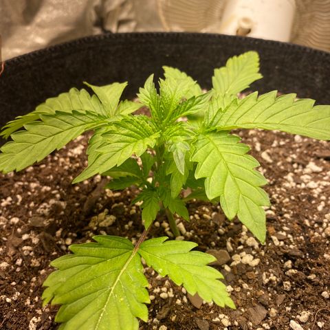  Purple Punch - Lemon Drizzle  growlog timeline photo