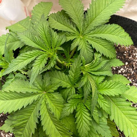  Purple Punch - Lemon Drizzle  growlog timeline photo