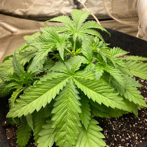  Purple Punch - Lemon Drizzle  growlog timeline photo