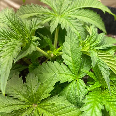 Purple Punch - Lemon Drizzle  growlog timeline photo