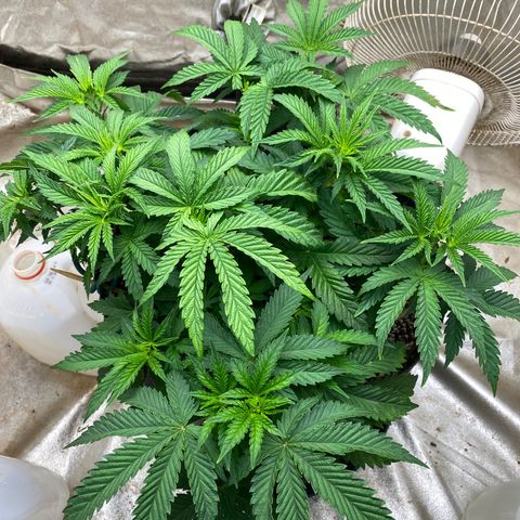  Purple Punch - Lemon Drizzle  growlog timeline photo