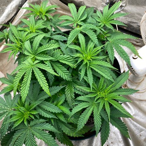  Purple Punch - Lemon Drizzle  growlog timeline photo