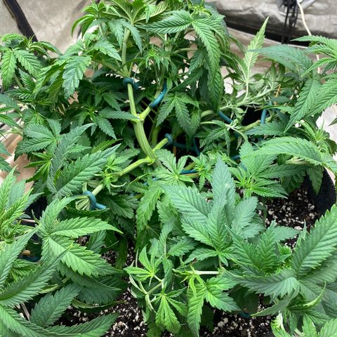  Purple Punch - Lemon Drizzle  growlog timeline photo