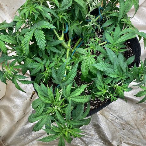  Purple Punch - Lemon Drizzle  growlog timeline photo