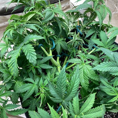  Purple Punch - Lemon Drizzle  growlog timeline photo