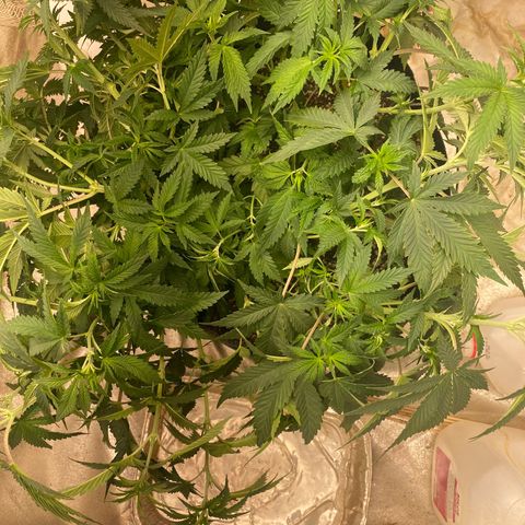  Purple Punch - Lemon Drizzle  growlog photo:  High stress training 