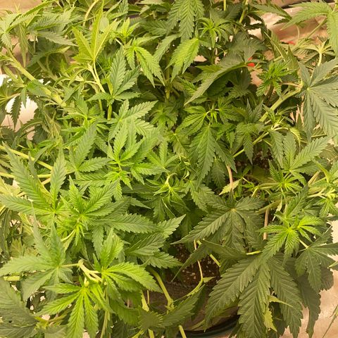  Purple Punch - Lemon Drizzle  growlog photo:  High stress training 
