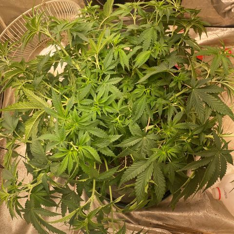  Purple Punch - Lemon Drizzle  growlog photo:  High stress training 