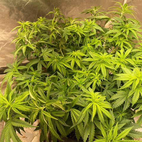  Purple Punch - Lemon Drizzle  growlog timeline photo