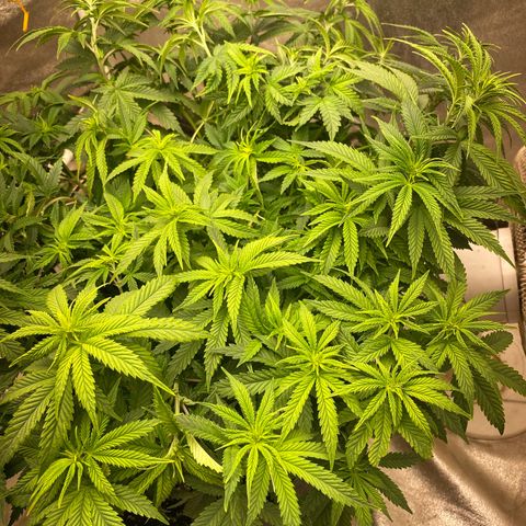  Purple Punch - Lemon Drizzle  growlog timeline photo
