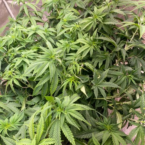 Purple Punch - Lemon Drizzle  growlog timeline photo
