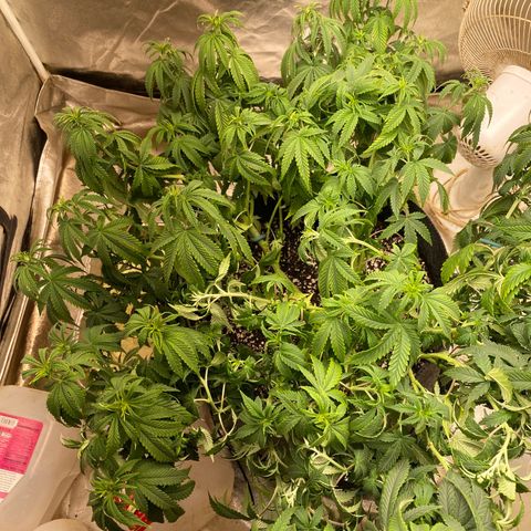  Purple Punch - Lemon Drizzle  growlog timeline photo
