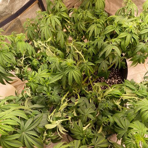  Purple Punch - Lemon Drizzle  growlog timeline photo