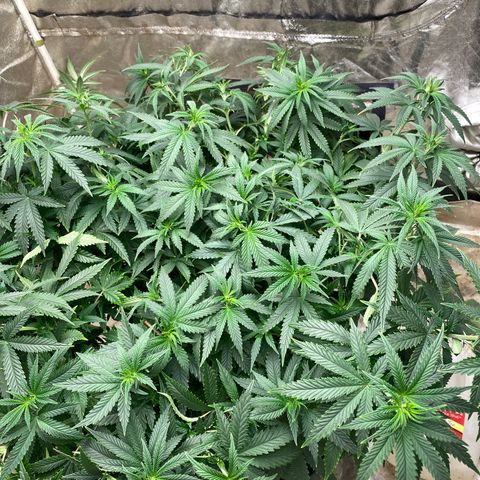  Purple Punch - Lemon Drizzle  growlog timeline photo