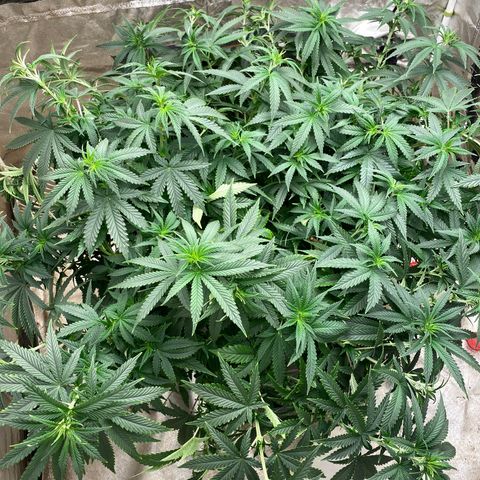  Purple Punch - Lemon Drizzle  growlog timeline photo