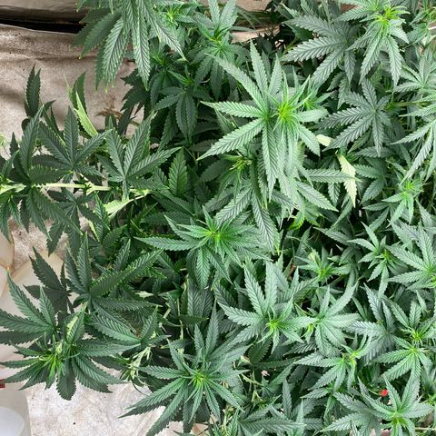  Purple Punch - Lemon Drizzle  growlog timeline photo