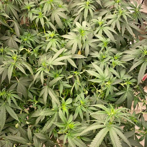  Purple Punch - Lemon Drizzle  growlog timeline photo