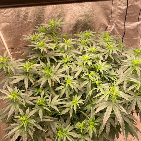  Purple Punch - Lemon Drizzle  growlog timeline photo