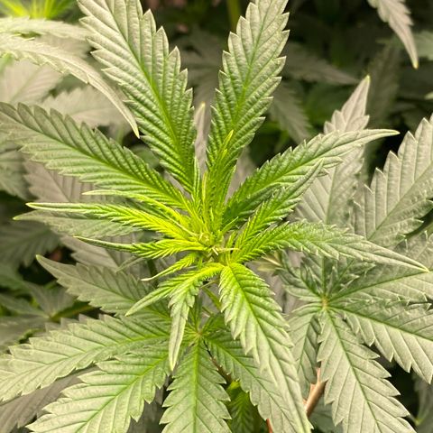  Purple Punch - Lemon Drizzle  growlog timeline photo