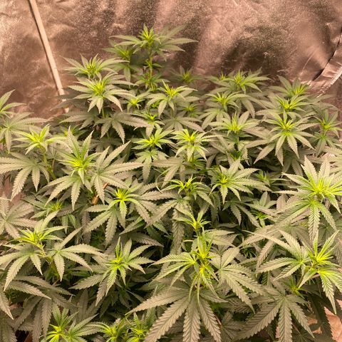  Purple Punch - Lemon Drizzle  growlog timeline photo