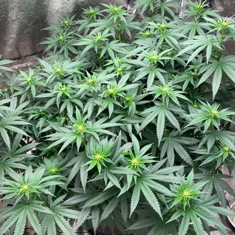  Purple Punch - Lemon Drizzle  growlog timeline photo