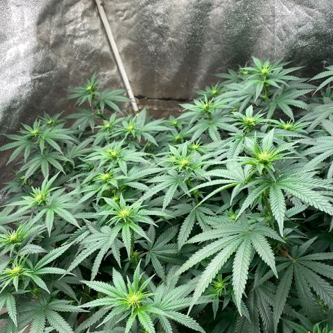 Purple Punch - Lemon Drizzle  growlog timeline photo
