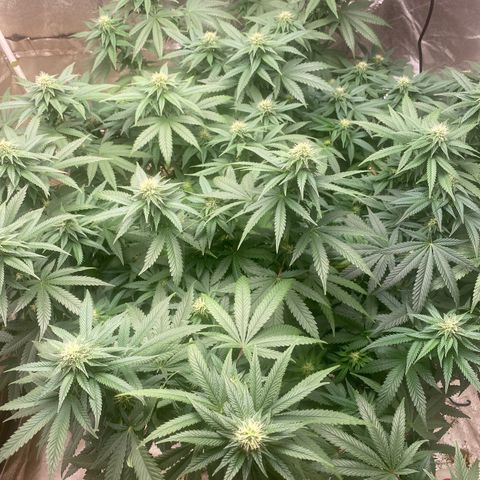  Purple Punch - Lemon Drizzle  growlog timeline photo