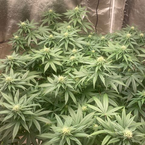  Purple Punch - Lemon Drizzle  growlog timeline photo