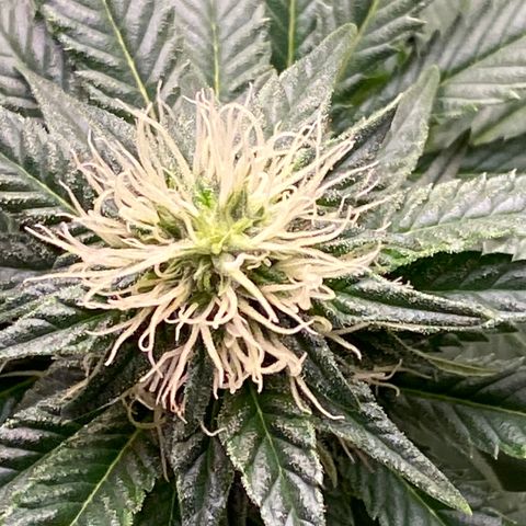  Purple Punch - Lemon Drizzle  growlog timeline photo
