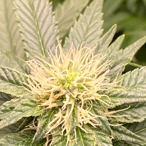  Purple Punch - Lemon Drizzle  growlog timeline photo