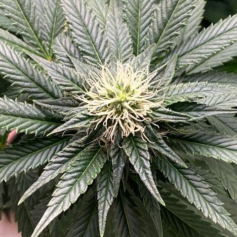  Purple Punch - Lemon Drizzle  growlog timeline photo