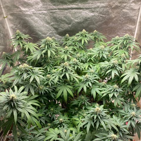  Purple Punch - Lemon Drizzle  growlog timeline photo