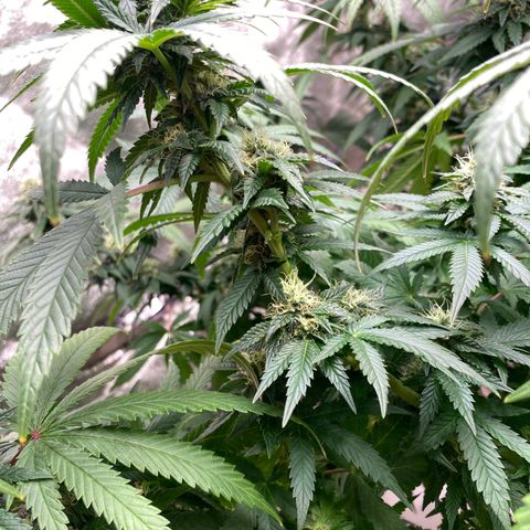  Purple Punch - Lemon Drizzle  growlog timeline photo