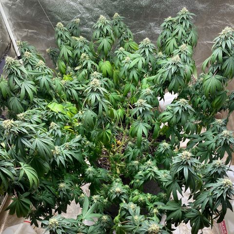  Purple Punch - Lemon Drizzle  growlog timeline photo