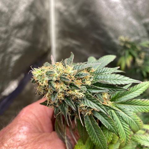  Purple Punch - Lemon Drizzle  growlog timeline photo