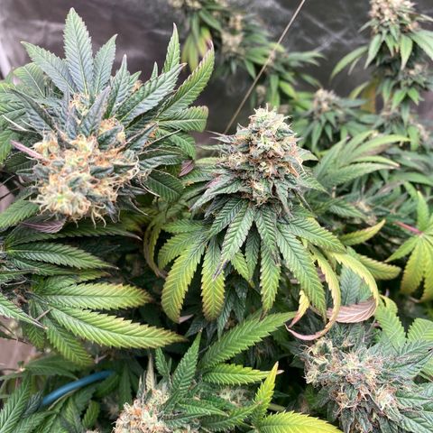  Purple Punch - Lemon Drizzle  growlog timeline photo