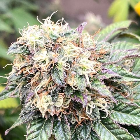  Purple Punch - Lemon Drizzle  growlog timeline photo