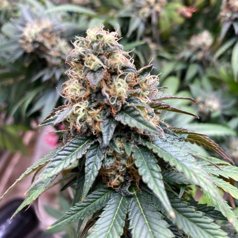  Purple Punch - Lemon Drizzle  growlog timeline photo