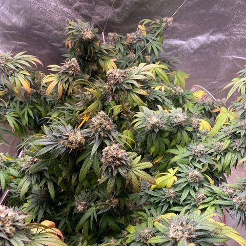  Purple Punch - Lemon Drizzle  growlog timeline photo