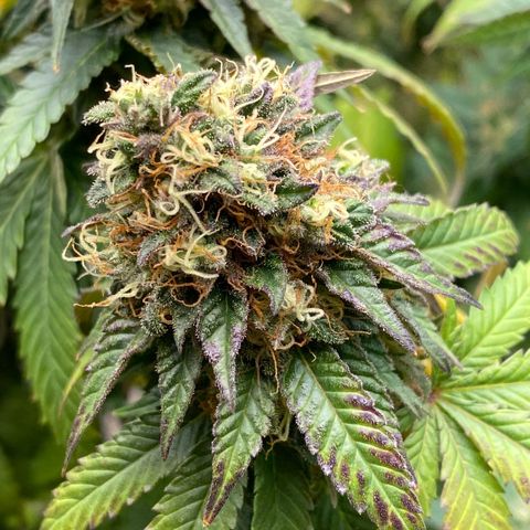  Purple Punch - Lemon Drizzle  growlog timeline photo