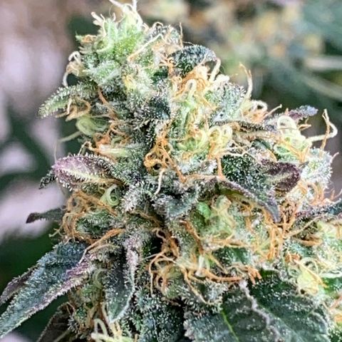  Purple Punch - Lemon Drizzle  growlog timeline photo