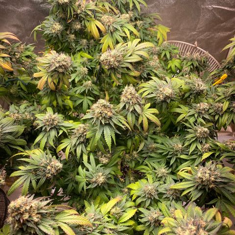  Purple Punch - Lemon Drizzle  growlog timeline photo